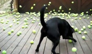 Le rêve d'un chien... 300 balles de tennis pour jouer!!!