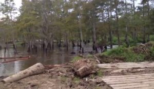 Disparition d'arbres dans une rivière