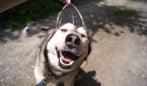 Massage de la tête d'un chien husky