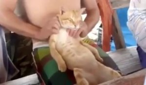 Un chat qui aime les massages! Assis sur les genoux, trop mignon.