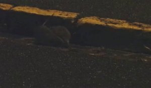 Lille : les rats envahissent la ville