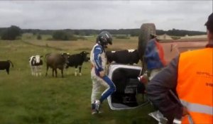 Une voiture de Rallye se Crash dans un champs de vaches!