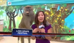 Un babouin pelote une journaliste en plein direct