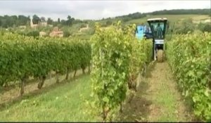 Les intempéries font des ravages dans les vignes de Dordogne