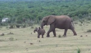 Une famille éléphant se retrouve dans une réserve en Afrique du Sud!!