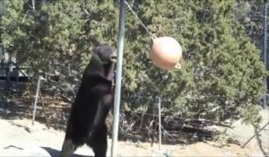 Un ours noir joue seul avec une bouée attachée!! Animal Ark - Reno, Nevada