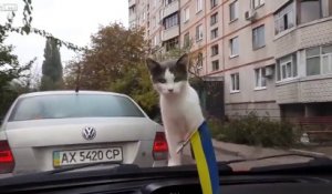 Un chat vraiment intrigué par des ballais d'essuie-glace