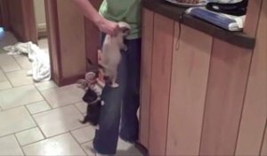 Des bébé chat affamé grimpe sur les jambes en mode Alpiniste!