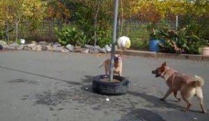 2 chiens jouent avec un ballon commes des fous.