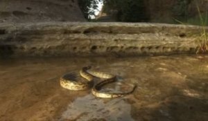 Serpent vs Fourmis