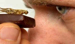Les insectes fondent pour le chocolat à Villers-lès-Nancy