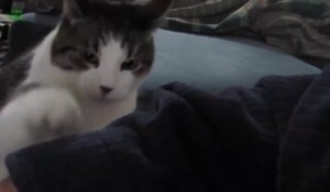 La Compilation De Chien A Voir Absolument Trop Drole Sur Orange Videos