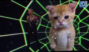 Miley Cyrus en bikini et un chaton, le duo le plus improbable des AMA