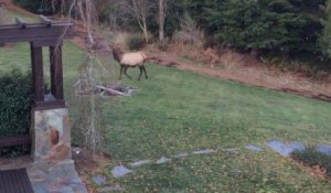 Un chien et un wapiti jouent ensemble