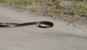 Un gros serpent fait une attaque en pleine route.... Enorme!