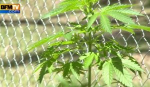 Cannabis: l'Uruguay légalise la production et la vente - 11/12