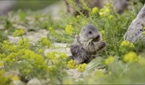 Parce que les marmottes, c'est mignon - Le plus beau pays du monde