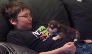 Chiot Malamute De L Alaska Mignon Et Confus Sur Orange Videos