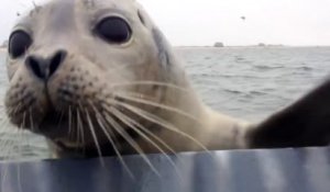 Seal Jumps in fisher boat... Amazing...