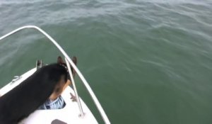 Un chien saute à la mer pour jouer avec des dauphins! Enorme...