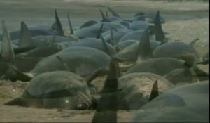Le suicide de 39 baleines sur une plage en Nouvelle-Zélande