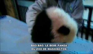 Bao Bao, le bébé panda, est encore un peu endormi