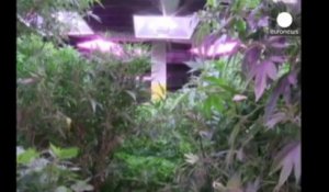 La vente de marijuana explose dans le Colorado