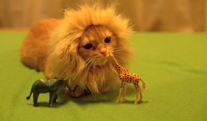 Un chat avec une crinière de lion - Adorable!