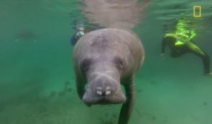 The Manatees Are Dying And No One Knows Why