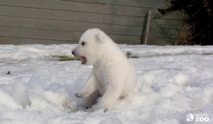 Un bébé ours blanc découvre la neige.. TROP MIGNON!!