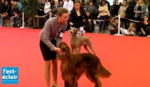 2 000 chiens font les beaux au parc des expos de Troyes