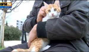 Oscar, le chaton maltraité à Marseille, est sain et sauf