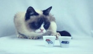 Le chat "Grumpy Cat" avait prévu le résultat du Super Bowl 2014!! Victoire des Seattle Seahawks