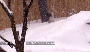 Un Panda géant joue comme un petit fou dans la neige!