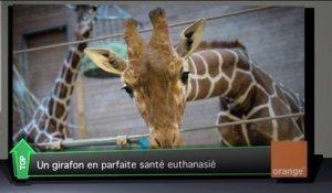 Top Média : l'exécution d'un girafon révolte les internautes
