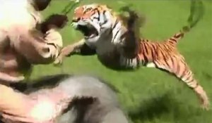 Zap Télé: Chasse au tigre mangeur d'homme, Copé et le PDG «à poil»