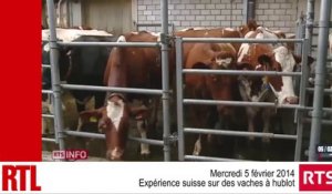 Suisse : expérience sur des "vaches à hublot"