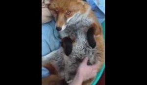 Ce Bebe Renard Est Tellement Content De Voir Son Ami Le Chien Sur Orange Videos