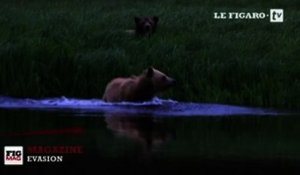 Canada : l'appel du grizzli