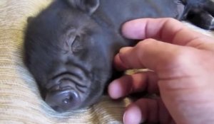 Des mini cochons trop mignon : compilation la plus craquante jamais vue!