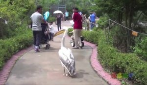 Un pélican roi du Zoo... Il attaque les visiteurs!
