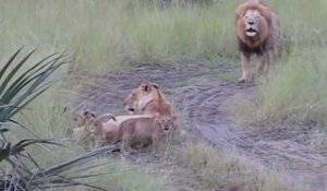 Des bébés lions essaient de Rugir comme leur papa! RRRrrrrrrrr