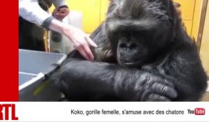 VIDÉO - Koko, femelle gorille pleine d'affection pour des chatons