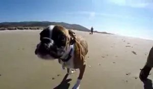 Un chien à deux pattes sur la plage