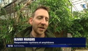 Rénové et métamorphosé, le zoo de Vincennes mise sur la biodiversité