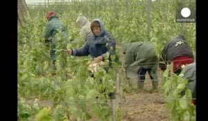 Les producteurs du Nouveau monde ont porté la production de vin mondiale en 2013