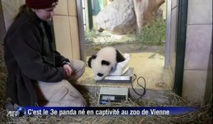 Fu Bao, un nouveau panda au zoo de Vienne