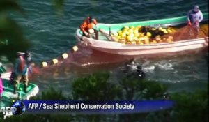 Au Japon, les dauphins sont attirés et massacrés par des pêcheurs