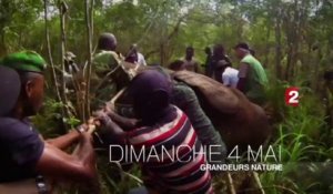 France 2 - Teaser "ELEPHANTS, L’OPERATION DE LA DERNIERE CHANCE" dans Grandeurs Nature