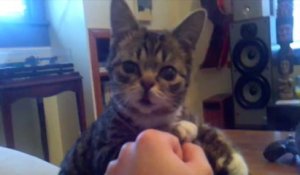 Le Chat Le Plus Mignon Du Monde Craquant Sur Orange Videos